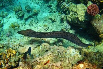 Naklejka na ściany i meble Big spotted moray eel on the coral reef. Animals in the ocean, corals and fish. Snorkeling with the marine life, underwater photography. Wildlife, picture from traveling.