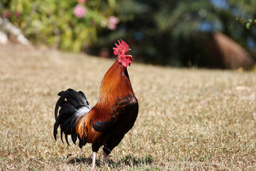 Red rooster singing on the farm in the morning. Portrait of the screaming cockerel