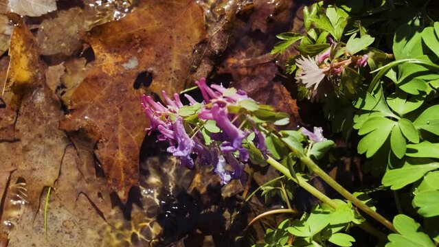 Corydalis solida plant also called fumewort or bird-in-a-bush flowers. Spring wildflowers in the forest. Fumewort blooming bush near the water stream	

