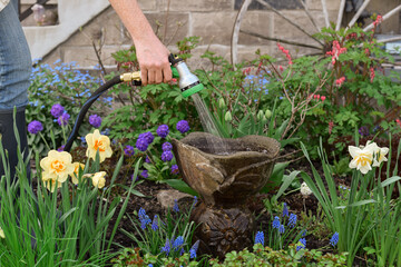 Woman filling birdbath with water with a garden hose
