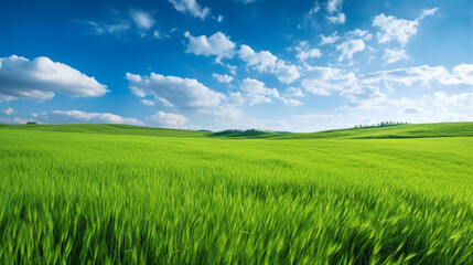 Naklejka premium Green field with blue sky