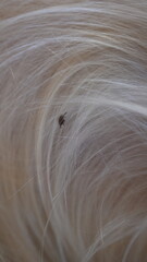 black tick on the white coat of a dog, tick bite to a dog, treatment of a dog after a parasite bite, pet after a bite, a pest on the dog's skin, the causative agent of encephalitis