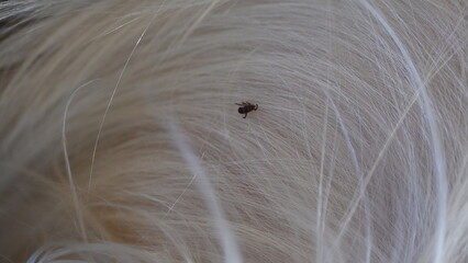 black tick on the white coat of a dog, tick bite to a dog, treatment of a dog after a parasite...