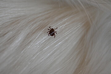 black tick on the white coat of a dog, tick bite to a dog, treatment of a dog after a parasite bite, pet after a bite, a pest on the dog's skin, the causative agent of encephalitis