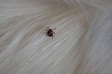 black tick on the white coat of a dog, tick bite to a dog, treatment of a dog after a parasite...