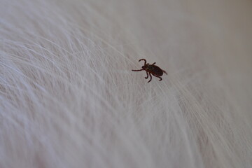 black tick on the white coat of a dog, tick bite to a dog, treatment of a dog after a parasite bite, pet after a bite, a pest on the dog's skin, the causative agent of encephalitis
