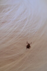 black tick on the white coat of a dog, tick bite to a dog, treatment of a dog after a parasite bite, pet after a bite, a pest on the dog's skin, the causative agent of encephalitis