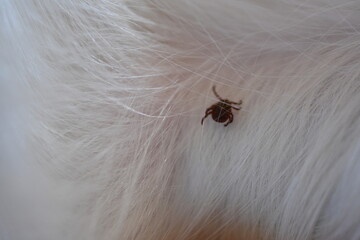 black tick on the white coat of a dog, tick bite to a dog, treatment of a dog after a parasite bite, pet after a bite, a pest on the dog's skin, the causative agent of encephalitis