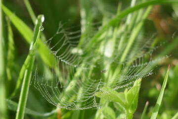 Spiderweb covered with dew drops
