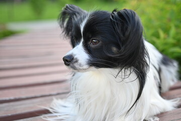 black and white papillon dog, lying dog on a bench close-up, tricolor coloring of the dog, big ears, pet on a walk, black and white papillon lying on a bench, toy continental spaniel on a green found