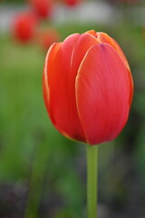 red tulip on a green background, red green background, background in the style of mymalism, banner for printing, bright photos of nature, tulip petals close-up, macro photography of the flower