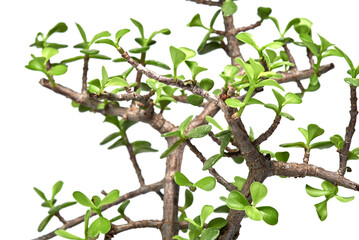 árbol de la abundancia