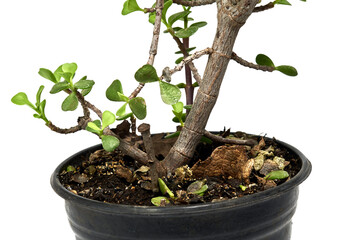 árbol de la abundancia