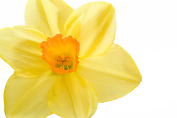 Fototapeta na wymiar Daffodil on a bright white bakground.