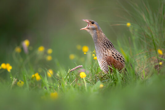 Corn crake bird ( Crex crex )