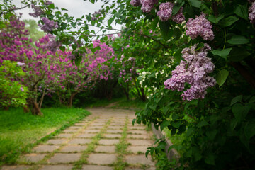 Fototapeta na wymiar Lilac garden trees close up macro flowers, nature spring time with free space text