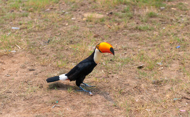 toucan with beak on the ground outdoor. toucan with beak in wildlife. toucan bird