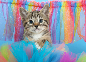 Adorable tabby kitten directly at viewer, peeking over colorful tulle in Gay Pride Rainbow colors...