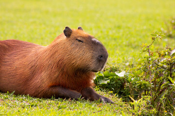 Capivara no Parque Barigui em Curitiba - PR