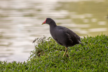 Fototapeta premium Pato filhote no lago do Parque Barigui em Curitiba - PR