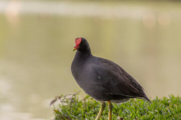 Pato filhote no lago do Parque Barigui em Curitiba - PR