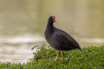 Pato filhote no lago do Parque Barigui em Curitiba - PR