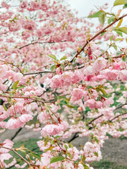 Fototapeta premium Pink cherry blossom with rain and water drops on petals in spring, Japanese sakura flowers