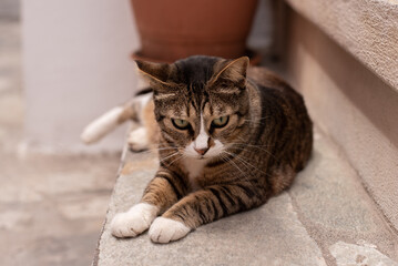 portrait of a cat stairs stray pet street tabby white socks greek greece nisyros postcard