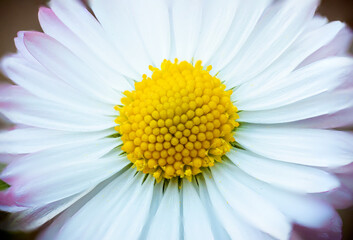 biały kwiat stokrotka - obrazy, fototapety, plakaty