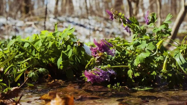 Corydalis solida plant also called fumewort or bird-in-a-bush flowers. Spring wildflowers in the forest. Fumewort blooming bush near the water stream	
