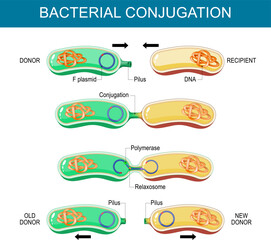 Bacterial Conjugation. Horizontal gene transfer - obrazy, fototapety, plakaty