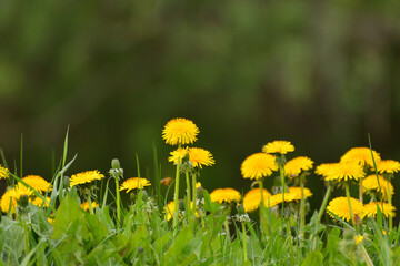 Several beautiful yellow dandelions on the lawn