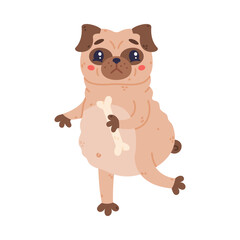 Fototapeta premium Funny Pug Dog Character with Wrinkly Face Running with Bone Vector Illustration