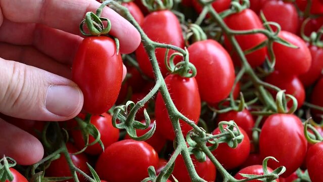 Pleasant close-up image of appetizing datterino tomatoes with a bright red color. A hand grabs one. Healthy food and life concept. Freshness and taste.