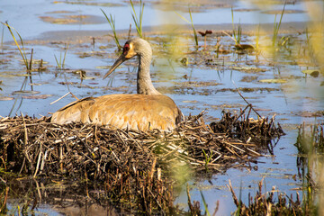 sandhill crane on a nest
