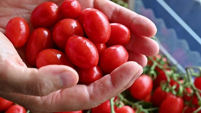 Footage with two hands full of cherry tomatoes.The fingers make the tomatoes move to better observe them.A few drops of water on their surface makes them glow.Healthy and nutritious food and lifestyle