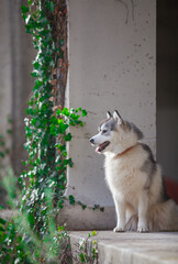 Siberian Husky puppy in the forest