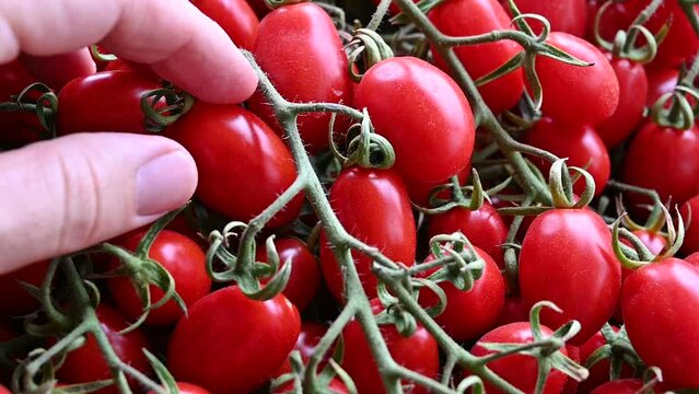 Slow-motion footage with a pleasant close-up image of appetizing bright red datterino tomatoes. A hand grabs one. Healthy food and life concept. Freshness and taste.