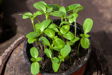 Pot with sunflower sprouts on a stump. Close-up.