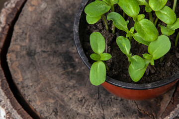 Pot with sunflower sprouts on a stump. Close-up. Copy space.