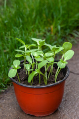 Pot with sunflower seedlings in the garden.