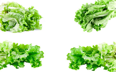 green lettuce set isolated on white