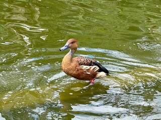 Serene Duck Standing Still in Shallow Waters