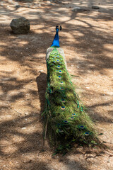 Fototapeta premium beautiful peacock portrait bird big proud feather blue green shiny shine elegant greece plaka forest wild wildlife fauna europe woods male mating season tail dancing dance courtship display wallpaper