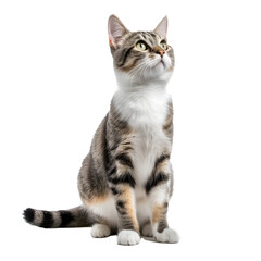 Obraz premium Cat on transparent background