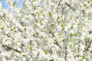 Cherry tree blooms profusely in the spring