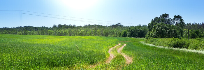 Road through a field of young green wheat.