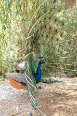 Obraz premium beautiful peacock portrait bird big proud feather blue green shiny shine elegant greece plaka forest wild wildlife fauna europe woods male mating season tail dancing dance courtship display wallpaper