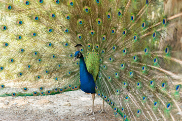 Obraz premium beautiful peacock portrait bird big proud feather blue green shiny shine elegant greece plaka forest wild wildlife fauna europe woods male mating season tail dancing dance courtship display wallpaper