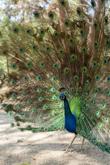 Naklejka premium beautiful peacock portrait bird big proud feather blue green shiny shine elegant greece plaka forest wild wildlife fauna europe woods male mating season tail dancing dance courtship display wallpaper